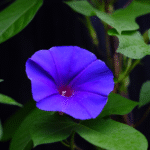 что такое ипомея и как действует на организм человека