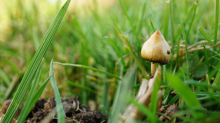 Фактори, що впливають на виведення псилоцибіну